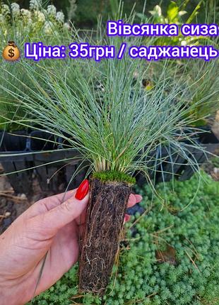 Саженцы с закрытой корневой системой