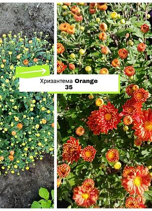 Хризантема мультифлора помаранчева