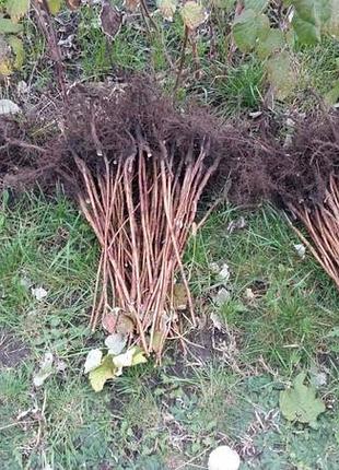 Саджанці малини глен емпл 5
