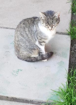 Кошка бесплатно 2