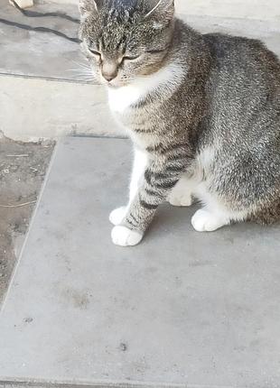 Кошка бесплатно 3
