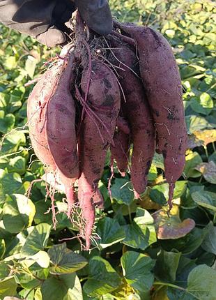Пузырьки батата для еды, сладкий картофель, урожай 2025 г.