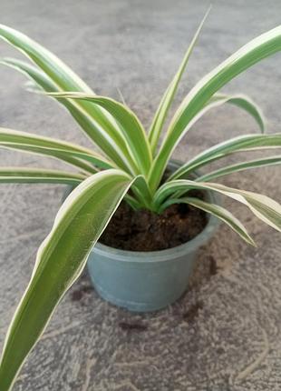 Комнатное растение