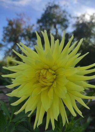 Георгина/ георгина/ георгина