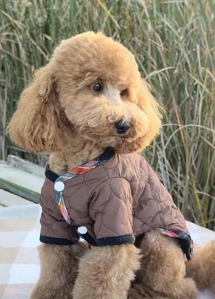 Осіння двостороння куртка для собак