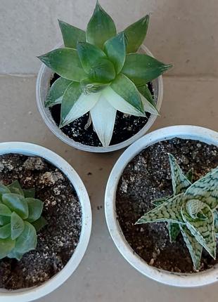 Набор домашних суккулентов, хавортия, алое карликовое