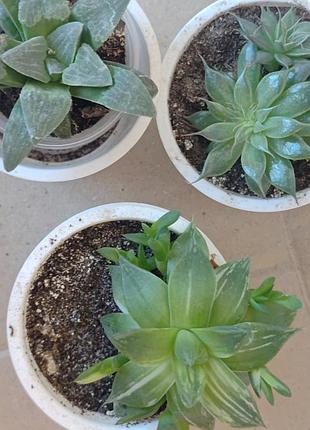 Набор суккулентов, хавортия, граптопеталум