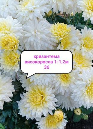 Саженцы белой хризантемы высокорастлои