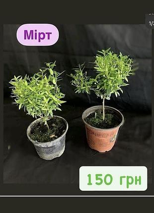 Мірт. мірт …..
