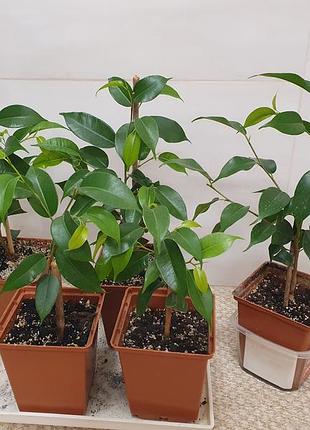 Фікуси бенджаміна