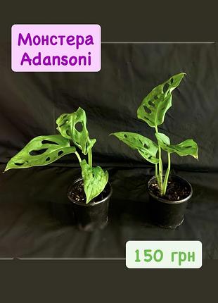 Монстера adansoni