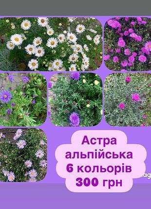 Астра альпійська, морозець набір 6 сортів