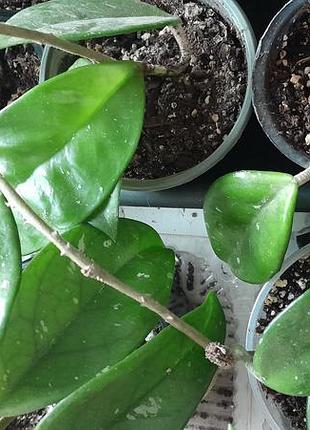 Hoya carnosa 2