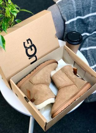 Трендовые угги ugg mini bailey bow || boot beige8 фото