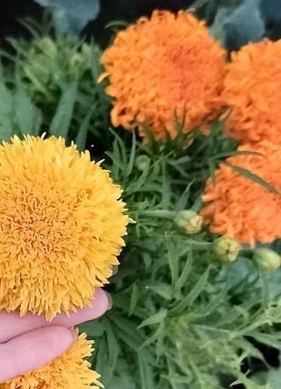 Семена чернобривицы микс