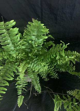 Нефролепсіс green lady 3