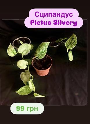 Сципандус pictus silvery