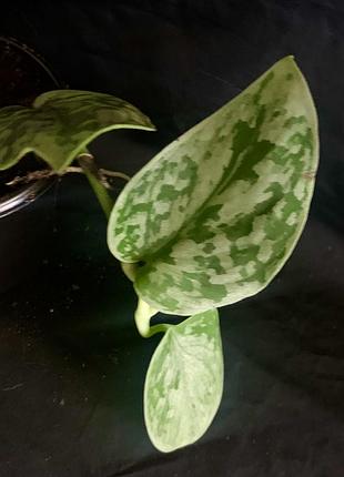 Сципандус pictus silvery 3