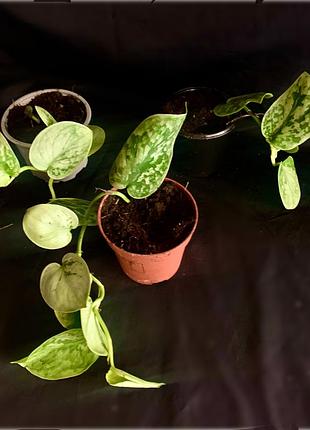 Сципандус pictus silvery 2