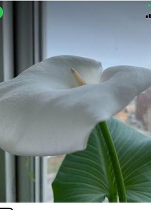 Вкорінені кімнатні рослинки