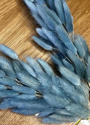 Сухоцвіт блакитний