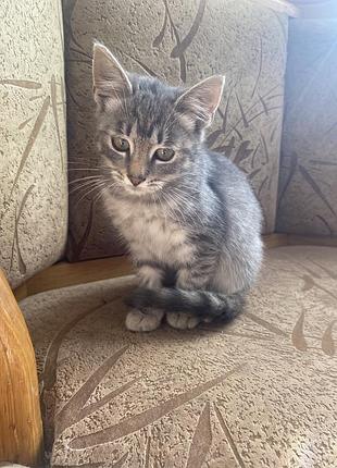 Дві дівчинки шукають сімʼю