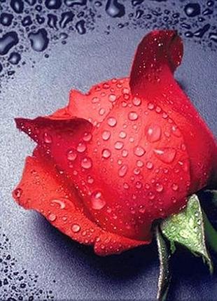 Алмазная мозаика colorart 30х30см красная роза tt602
