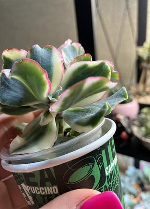 Крассула curly green variegated