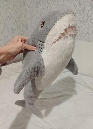 Акула роберт)