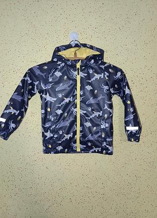 Дождевик осенний