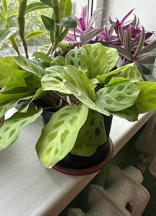 Калатрея, комнатное растение