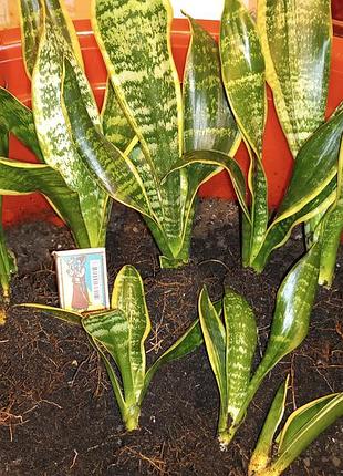 Комнатный цветок хойя карноза восковой плющ восковик 23 см 3 узла