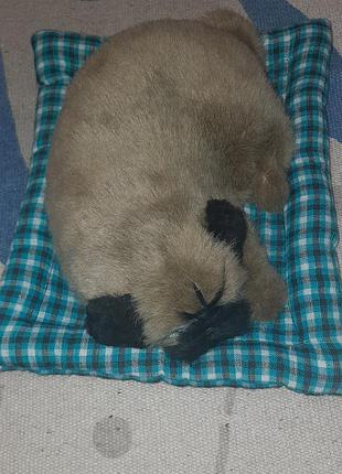 Мопс на подушці