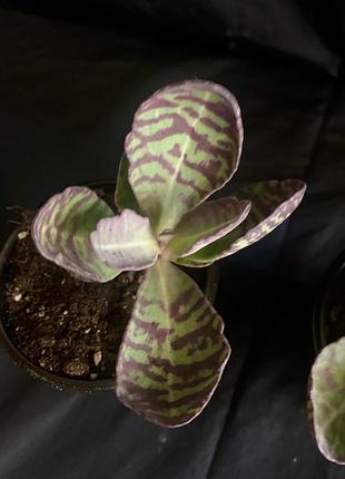 Каланхое декоративне hymilis zebra 2