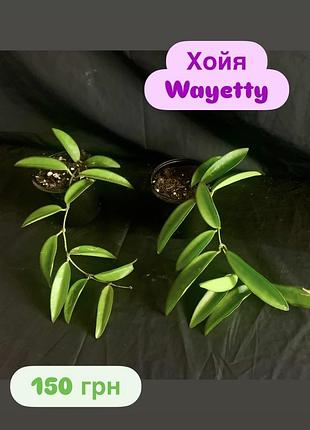 Хойя wayetty