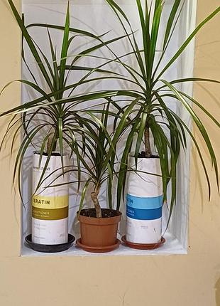Драцена маргината окаймленная