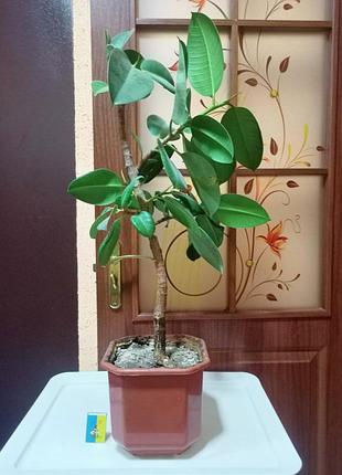 Фікус каучуконосний. 70 см. 4