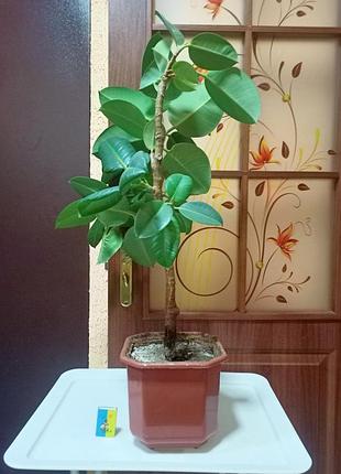 Фікус каучуконосний. 70 см. 3