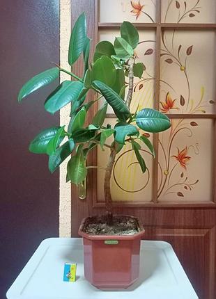 Фікус каучуконосний. 70 см. 2
