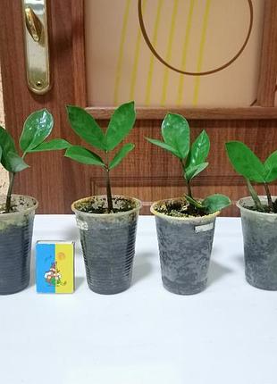 Замиокулькас (долларовое дерево)