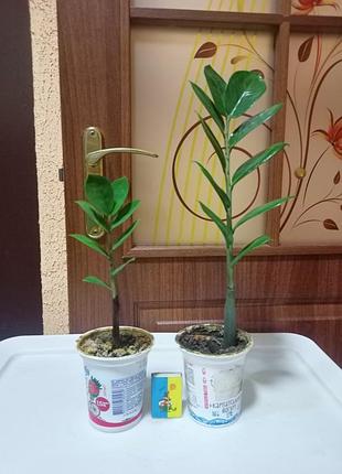 Заміакулькас (доларове дерево).