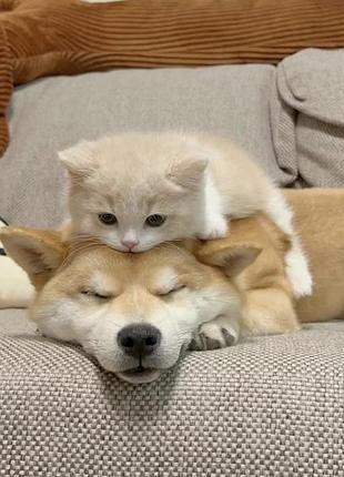 Перетримка тварин івано-франківськ