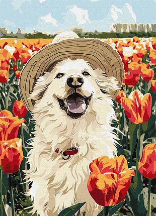 Картина по номерам "счастливый лабрадор" kho6623, 40х50 см