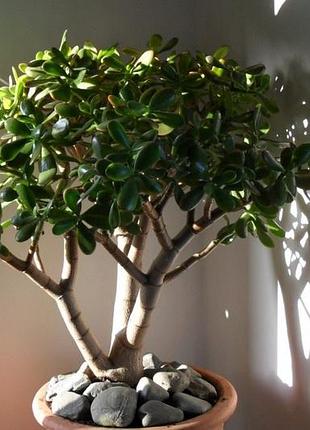 Толстоянка фарбула грошове дерево