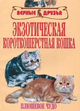 Екзотична короткошерста кішка. 	чилика людміла александрівна
