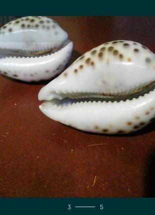 Морская раковина.
теневая ципрея