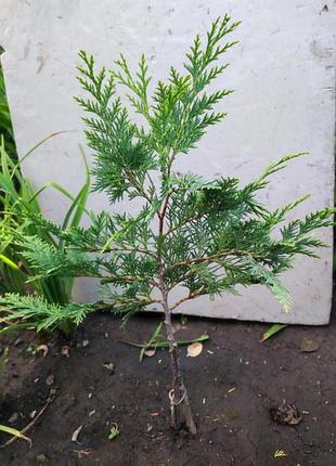 Кипарисовик лавсона  ивонна 2
