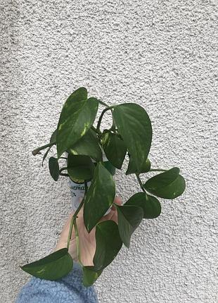 Епіпремнум золотистий