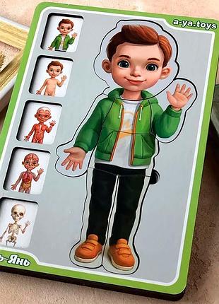 Сортер-пазл ubee "анатомия человека – мальчик" из дерева 4823720034164