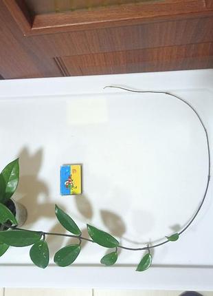 Хойя мясистая. восковый плющ. лиана